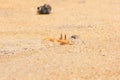 Small crab is skulking in sand Royalty Free Stock Photo