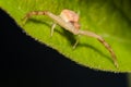 Small Crab Spider