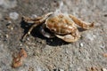 A small crab on a stone is basking in the summer sun Royalty Free Stock Photo