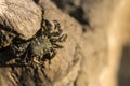Small crab walking on a rock Royalty Free Stock Photo