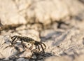 Small crab walking on a rock Royalty Free Stock Photo