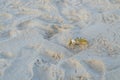 Small crab with white claw in the sand on the beach. Royalty Free Stock Photo