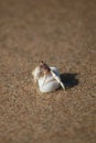 Small Crab In A White Shell Royalty Free Stock Photo