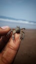 Small Crab Royalty Free Stock Photo