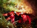 Small crabfish in its shell Royalty Free Stock Photo