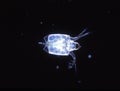 Small crabs as sea plankton Royalty Free Stock Photo