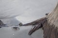 Small crabs being swept in by the tide at Driftwood Beach on Jekyll Island, GA Royalty Free Stock Photo