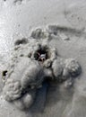 Small crabs are building a nest using moist sea sand. Royalty Free Stock Photo