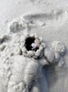 Small crabs are building a nest using moist sea sand. Royalty Free Stock Photo