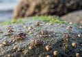 Small crabs with patterned shells and red claws scuttle over a rock Royalty Free Stock Photo