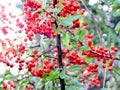 Small cranberry berries, a plant