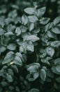 Small cranberry leaves in a dark forest. Background, dark light.