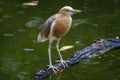 Small crane bird standing on the floating wood