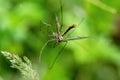 Small crane fly (Nephrotoma) on a blurred green background in closeup