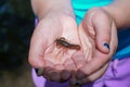 Small crayfish in child`s hands