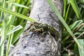 The small crayfish move on the tree against background. Crayfish on the fallen wood with green leaves around