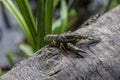 The small crayfish move on the tree against background. Crayfish on the fallen wood