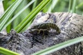 The small crayfish move on the tree against background. Crayfish on the fallen wood