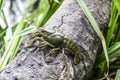 The small crayfish move on the tree against background. Crayfish on the fallen wood with green leaves around