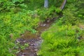 Small creak flowing through the stones in the Thuringian Forest, Germany