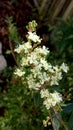 Small Cream-colored Aromatic Flowers of the Henna Tree