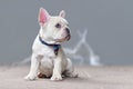 Small cream white colored French Bulldog dog puppy with big blue eyes wearing a bow tie