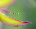 Small creature on colorful leaf with dew drops