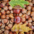 Small creature made of chestnuts and acorns