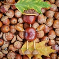 Small creature made of chestnuts and acorns Royalty Free Stock Photo