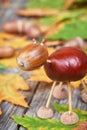 Small creature made of chestnuts and acorns Royalty Free Stock Photo