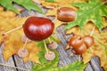 Small creatures made of chestnuts and acorns Royalty Free Stock Photo