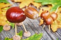 Small creatures made of chestnuts and acorns Royalty Free Stock Photo