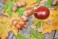 Small creatures made of chestnuts and acorns Royalty Free Stock Photo