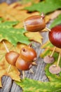 Small creatures made of chestnuts and acorns Royalty Free Stock Photo