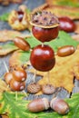 Small creatures made of chestnuts and acorns Royalty Free Stock Photo