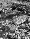 Small Creek in Autumn in Black and White Royalty Free Stock Photo