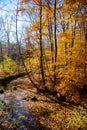 Small creek with fallen fall leaves natural trail park in Rochester, Upstate New York, US, beautiful thick carpet autumn leaf Royalty Free Stock Photo