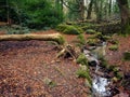 Small creek flowing in a forest, Fallen tree, Orange brown leafs on the ground, Autumn winter season Royalty Free Stock Photo