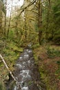 Small creek flowing in the Pacific Northwest rain forest in Washington, United States Royalty Free Stock Photo