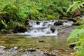 a small creek in the forest in summer