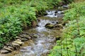 a small creek in the forest in summer