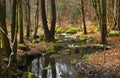 Small creek with moss coverd stones.