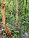 Small creek running through a rainforest Royalty Free Stock Photo