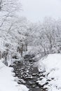 Small creek and tree covered in snow, Japan Royalty Free Stock Photo