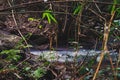 A small creek water stream in bamboo jungle Royalty Free Stock Photo