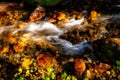 Small stream winds through a forest Royalty Free Stock Photo