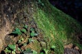 Small creeper leaves climbing up tree with green moss