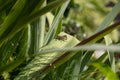 A small cricket resting atop a grass blade