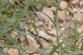 Small cricket on the stone groundInsect close up background with copy space