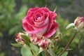 Small crimson rose